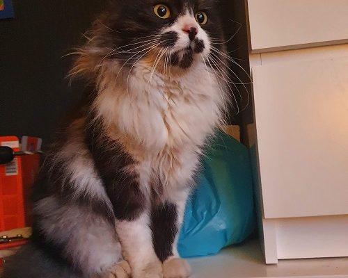 Månadens Utgifter – Februari