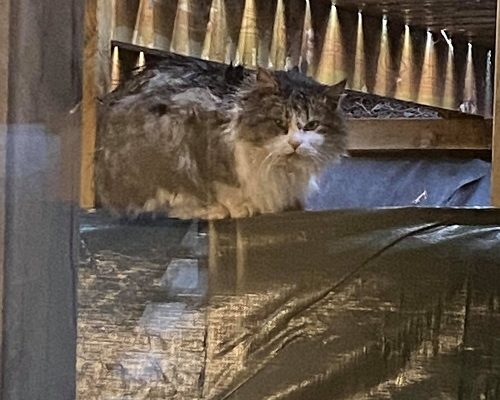 Insamling för hemlösa Gilbert