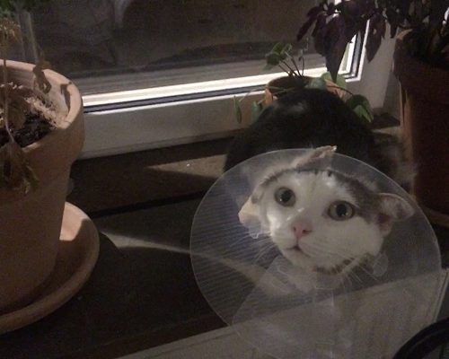 Anita inbokad för biopsi