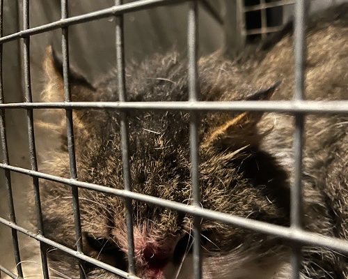 Gilbert räddad och i trygghet!!!