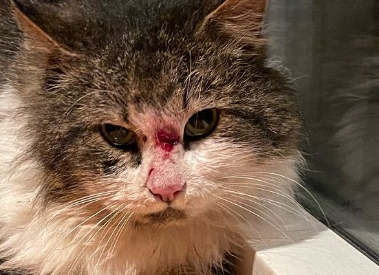 Insamling/Uppdatering Gilbert