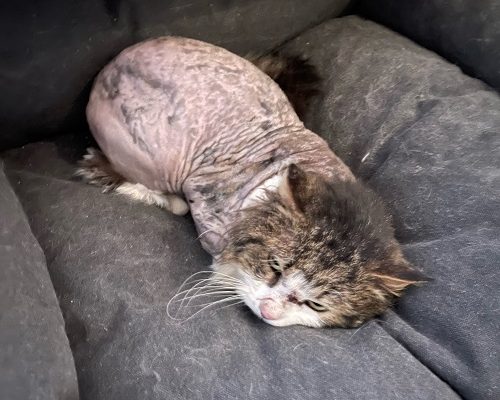 Månadens utgifter Mars