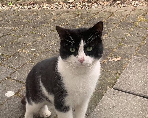 Räddningsaktion för Otto