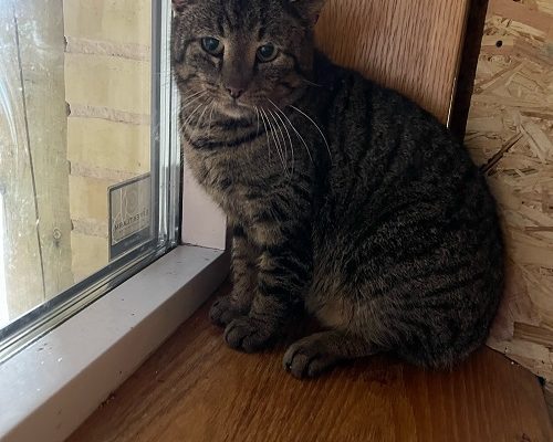 Tassens Nya Tillskott Elias