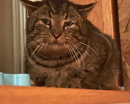 Akut fristad sökes i Göteborg