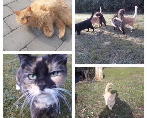 Akut nödrop – fristad sökes omgående