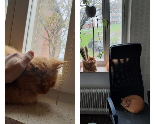 Presentation av Zelda och Yoshi