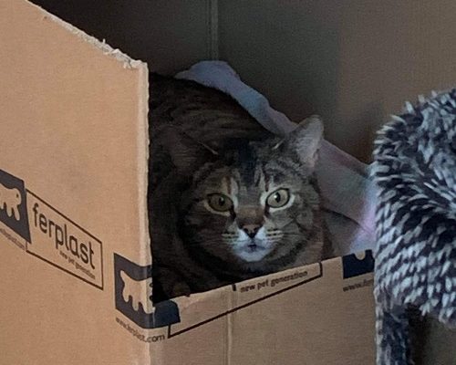 Hälsning från skyggismamma