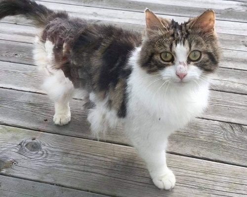 Fristad sökes i Göteborg