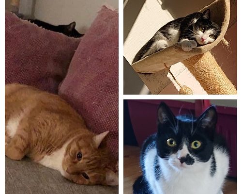 Tesla, Sparven och Zingo har fått sina för alltid hem