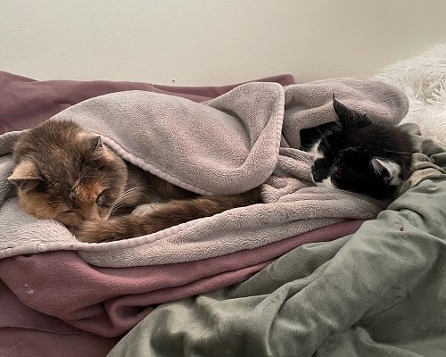 Uppdatering Prinsessan och Jill