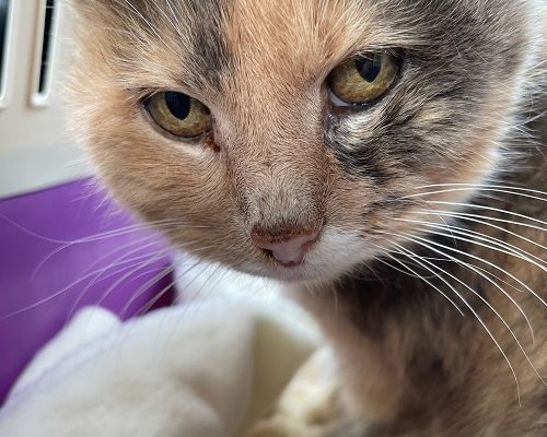 Uppdatering Prinsessan