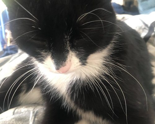 Kommande Veterinärsbesök