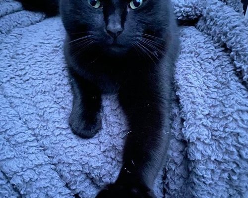 Månadens utgifter Maj