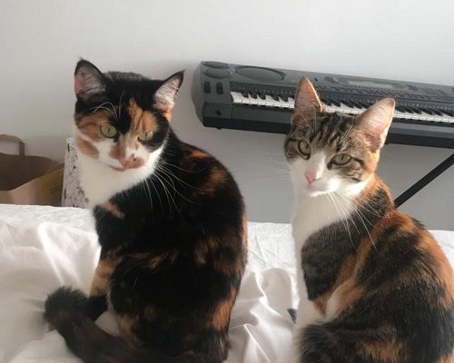 Uppdatering Dolly/Fristad sökes