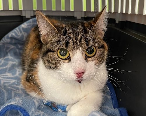 Redovisning/Uppdatering Dolly och Sture