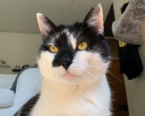 Redovisning Escobar och Sonic