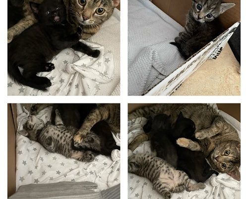 Besök hos Skyggismamman