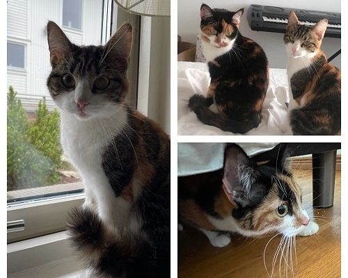 Systrarna Mira och Nala söker en gemensam fristad