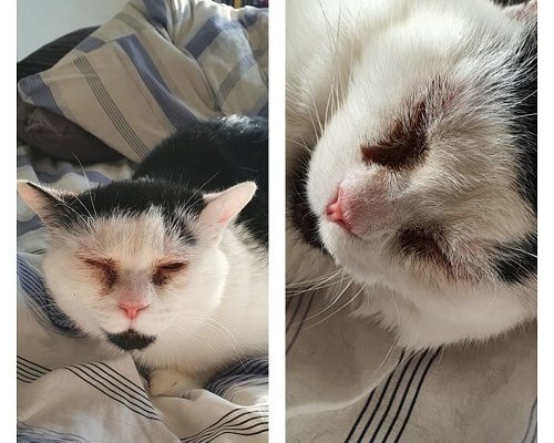 Redovisning/Uppdatering Frans