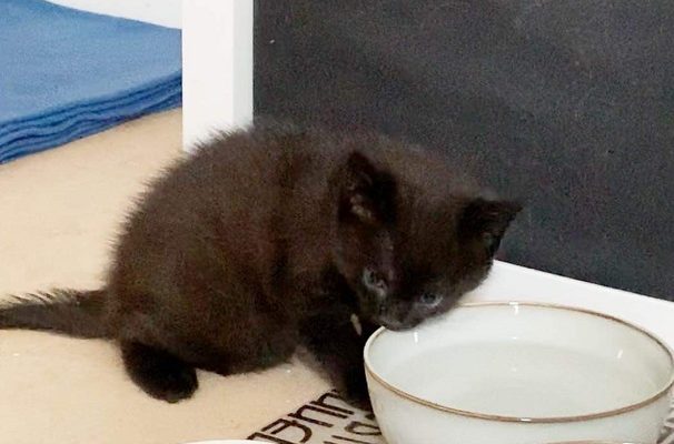 Shadow ska till veterinären