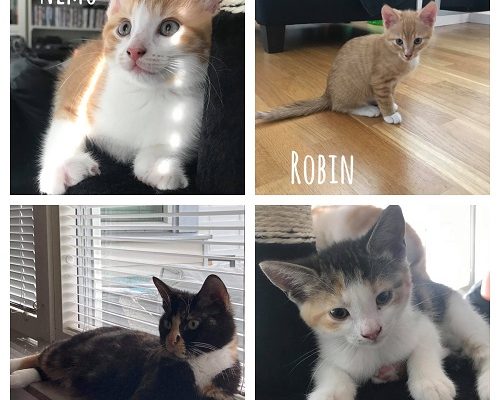 Välkommen nya kattfamiljen till Tassens