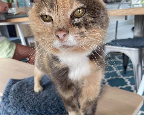 Hälsning från Prinsessan