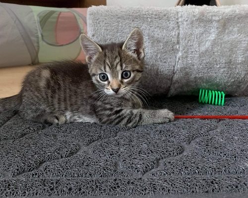 Trevlig kväll önskar Stripe