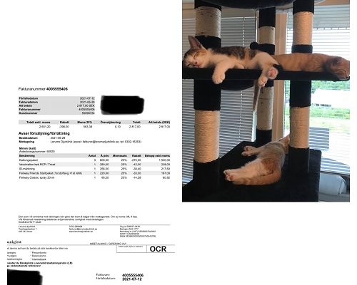 Redovisning Mimmi, Penny och Robin