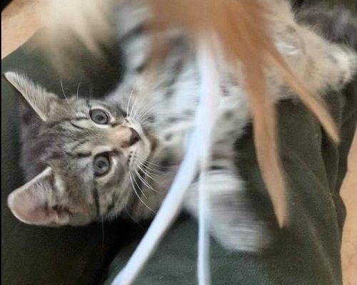 Månadens Utgifter Juni