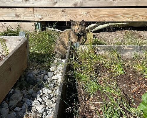 Akut Nödrop/Insamling