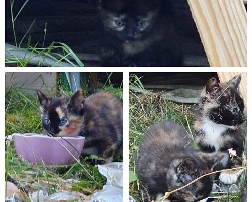 Uppdatering Kattfamiljen