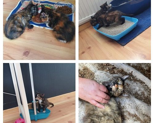 Uppdatering Kattfamiljen