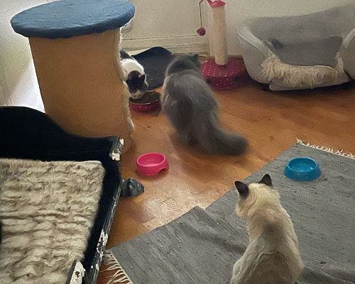 Rafael har funnit sitt föralltidhem