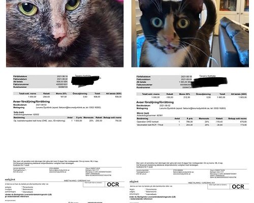 Redovisning Sally och Mimmi