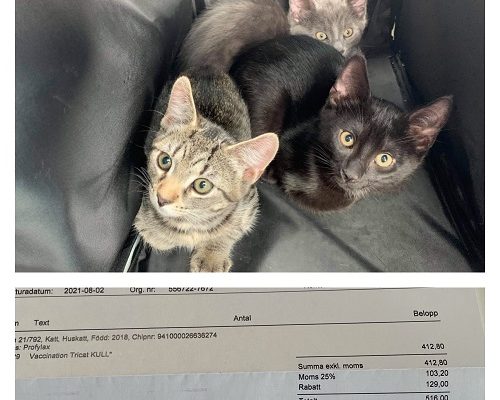 Redovisning Stripe, Thunder och Shadow