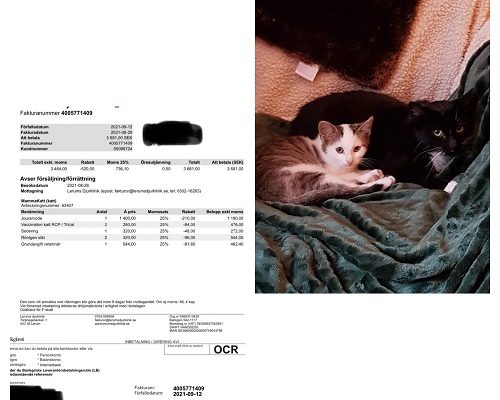 Redovisning Alice och Lillen