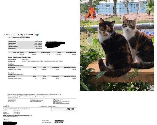 Redovisning Mira och Nala