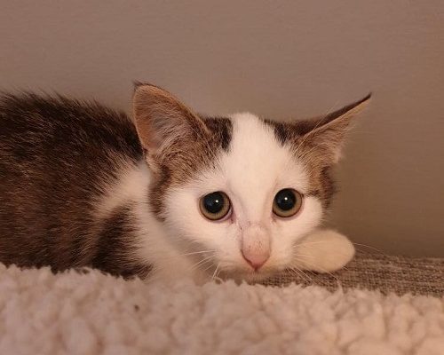 Månadens utgifter – Augusti