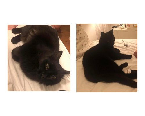 Avlivningshotade katter räddade