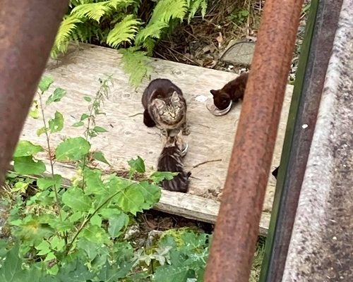 Akut Nödrop/Insamling