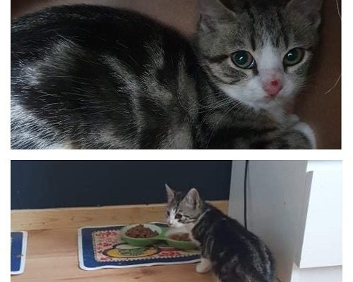 Uppdatering Skyggisfamiljen