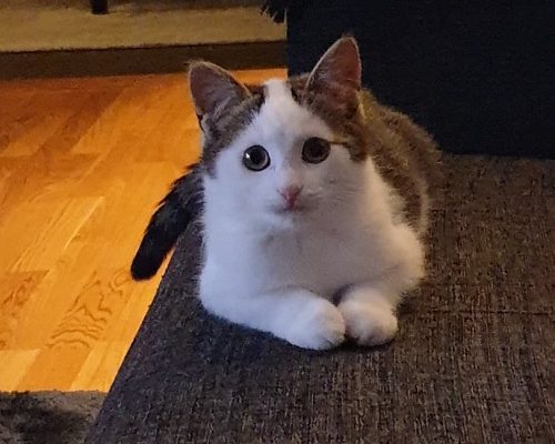 Månadens Tjuga Oktober