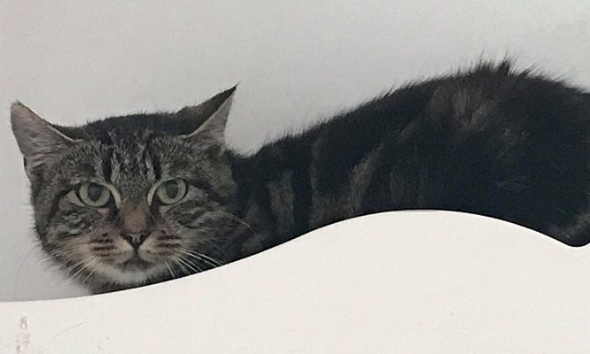 Tålmodig och kattvan fristad sökes