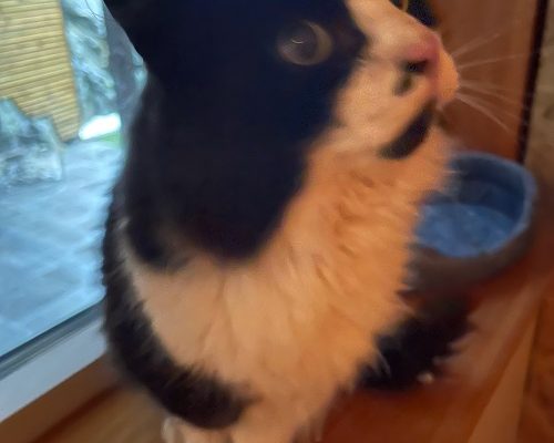 Sommar- eller Pandemikatt