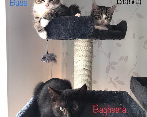 Uppdatering Skyggistrion