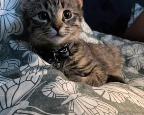 Månadens Utgifter Oktober