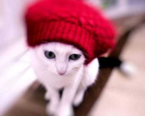 Månadens Tjuga November