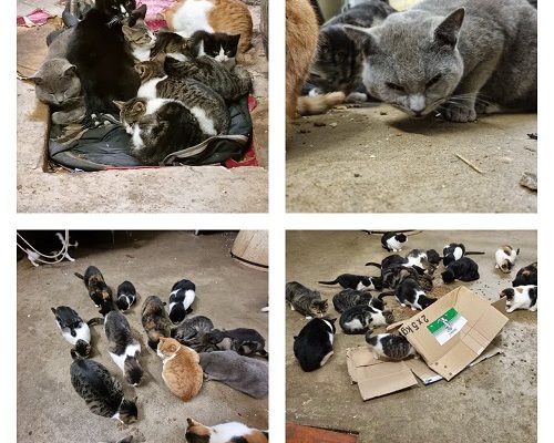 Akut insamling för avlivningshotade katter som riskerar att skjutas