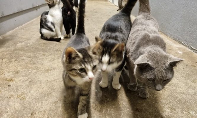 Uppdatering om Kolonikatterna